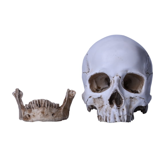 TAPDRA Part Resin Replica Life Human Anatomy Skull Collectable Bar Decoration Teaching