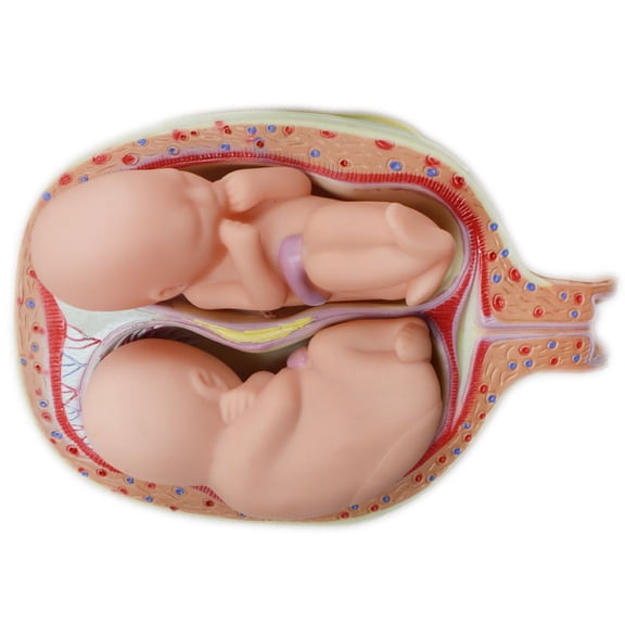 TECHTONGDA 8 PCS Teaching Model of Human Anatomical Embryonic Development Process Nurse Study
