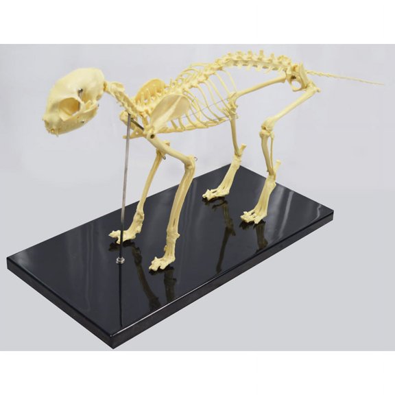 TECHTONGDA Education Model Cat Feline Skeleton Anatomical Standard Size Teach Display