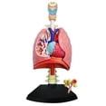 thumbnail image 1 of TEDCO 4D Respiratory System Model, 1 of 10