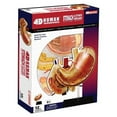 thumbnail image 1 of TEDCO 5" Human Stomach Anatomy Model, 12 Detachable Parts, Educational Focus, Anatomy Models, 1 of 2