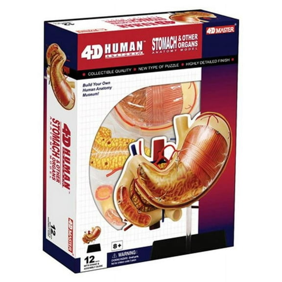 TEDCO 5" Human Stomach Anatomy Model, 12 Detachable Parts, Educational Focus, Anatomy Models