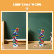 TEHAUX 4Pcs Scientific Double Helix Dna Model for Teaching Biological Structure