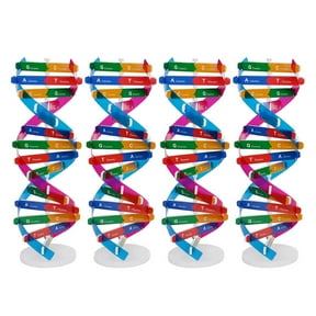 TEHAUX 4Pcs Scientific Double Helix Dna Model for Teaching Biological Structure