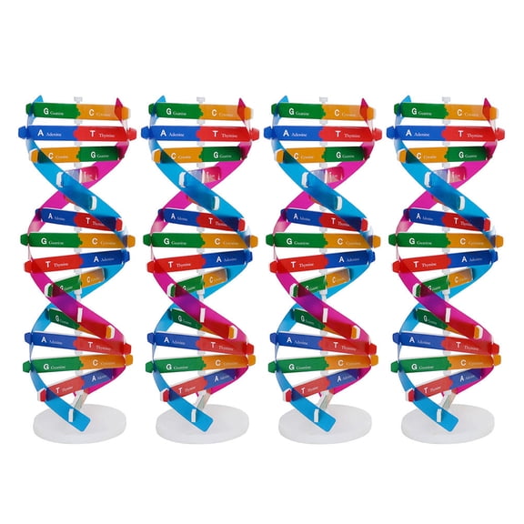 TEHAUX 4Pcs Scientific Dna Model Kit Realistic Double Helix Molecular Teaching Tool