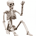 thumbnail image 1 of TETOU 2 Packs Halloween Skeletons, 14.9" Halloween Full Body Skeleton with Posable Joints for Haunted House Graveyard Props Decor, 1 of 7
