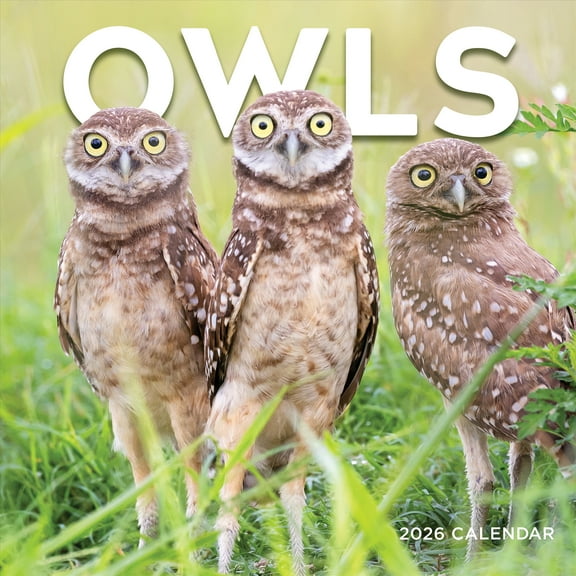 2026 TF Publishing Owls 12" x 12" Monthly Wall Calendar (26-1044)