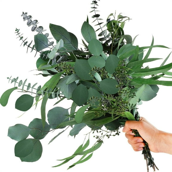 TGY Mixed Real Dried Eucalyptus Leaves Stems,Natural Eucalyptus Bundles,Preserved Plant Garland Decoration,for Vase Floral Arrangements Shower Hanging Wedding Decor