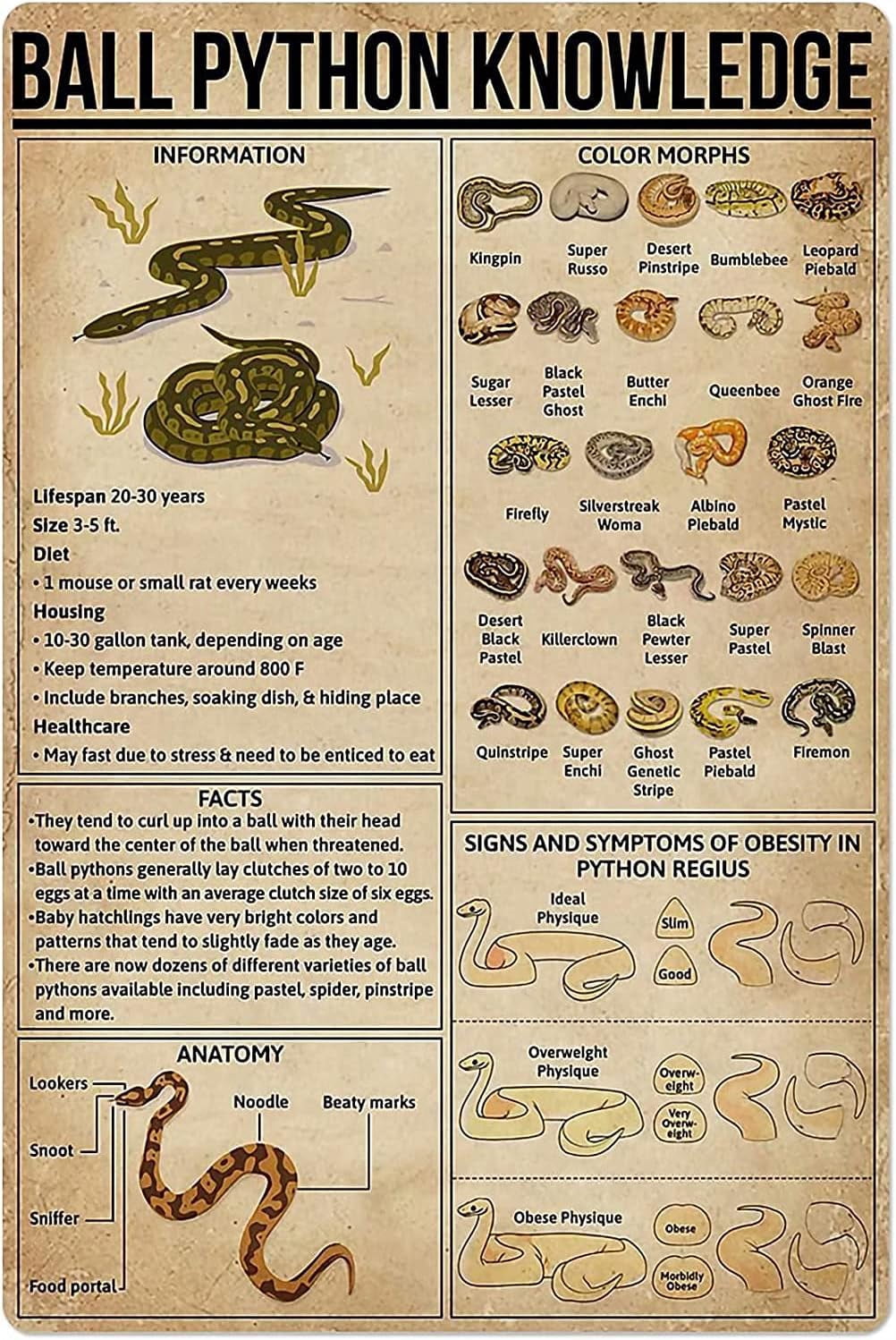 THIYOTA Puzzles 300 PCS Ball Python Knowledge form Science Guide ...
