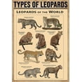 thumbnail image 1 of THIYOTA Puzzles 300 PCS Types Of Leopards Poster Leopard Knowledge Postersildren Science Educ Plaques Office Classroom, 1 of 5