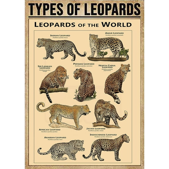 THIYOTA Puzzles 300 PCS Types Of Leopards Poster Leopard Knowledge Postersildren Science Educ Plaques Office Classroom