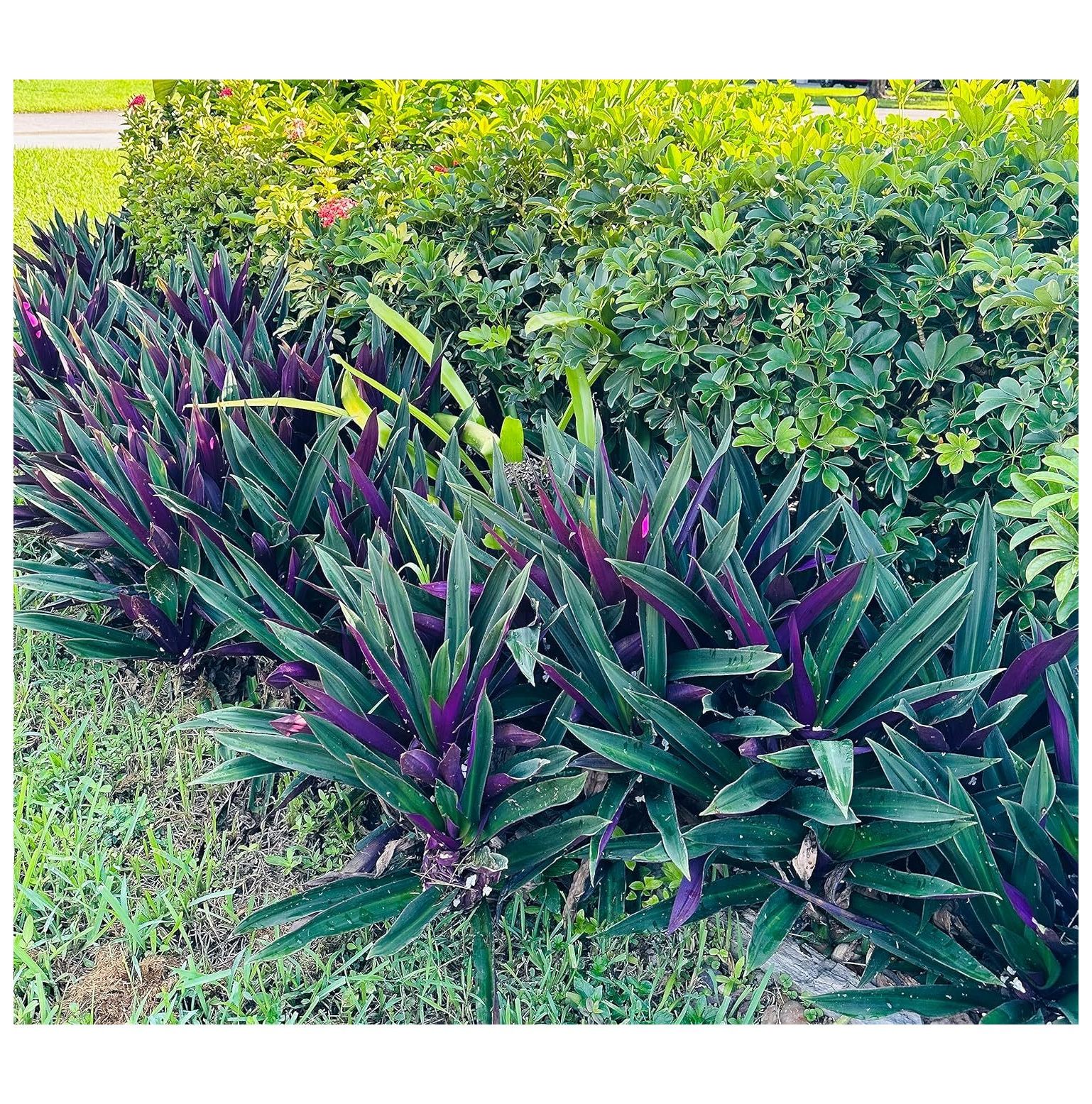 THREE Outdoor Live Plants Oyster Plant Purple & Green Grows to