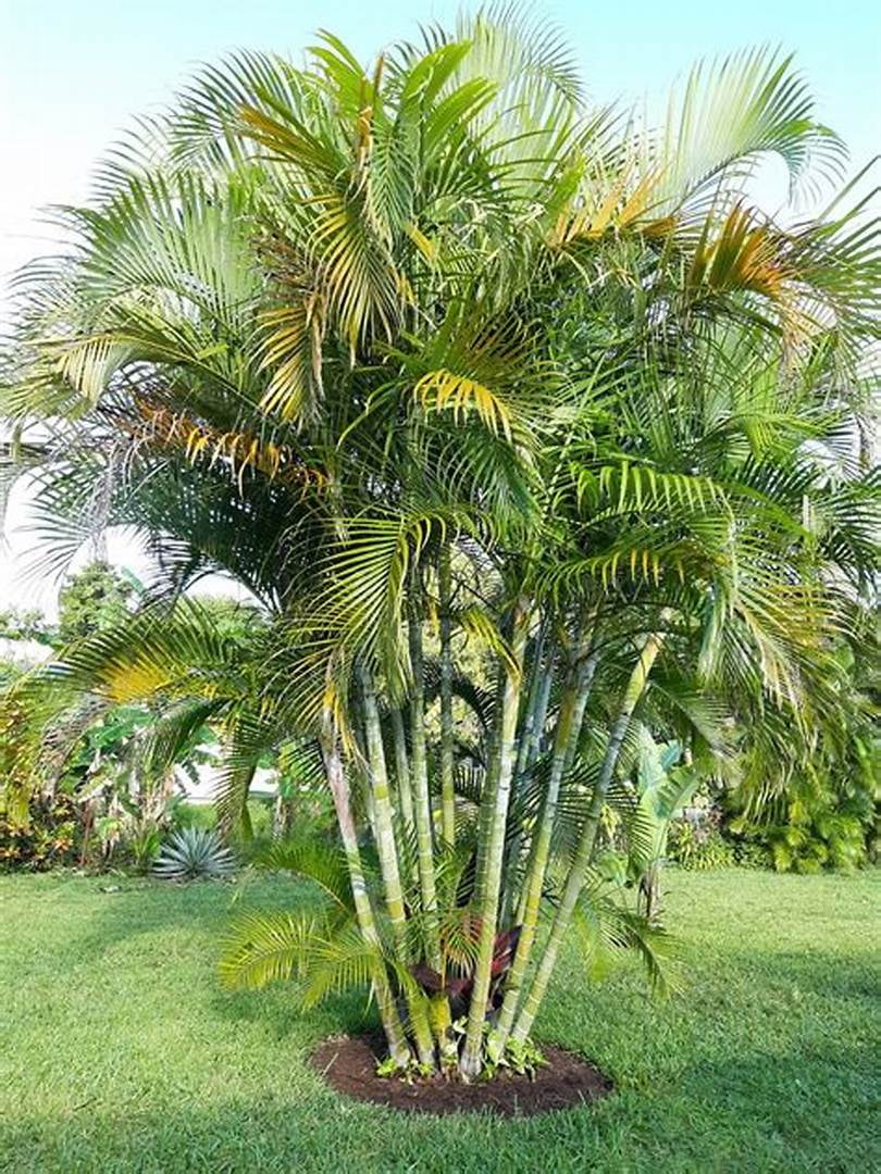 THREE Outdoor Live Plants- Starter Areca Palms - Grows to 20-30 ft in  Height Indoor Outdoor Plant- Strong Young Small Plants, image size:810x1080