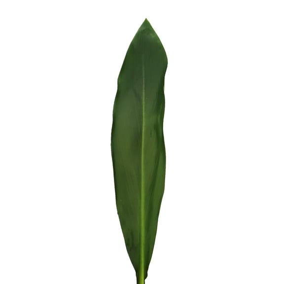 Bloomingmore, Farm Direct Fresh Cut Flowers, TI Leaf - 100 Stems - Green