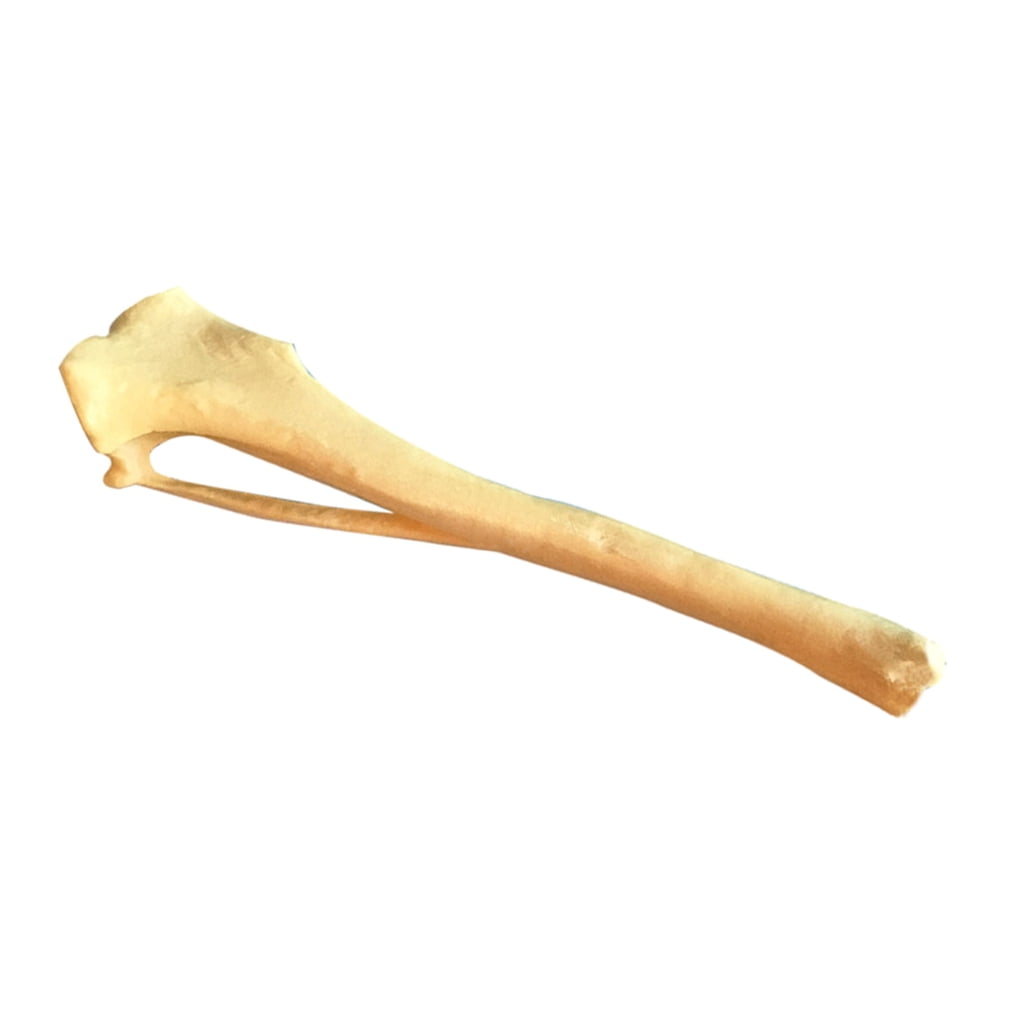 TIERPOP Dog Anatomy Tibia Skeletal Model Dog Bone Model