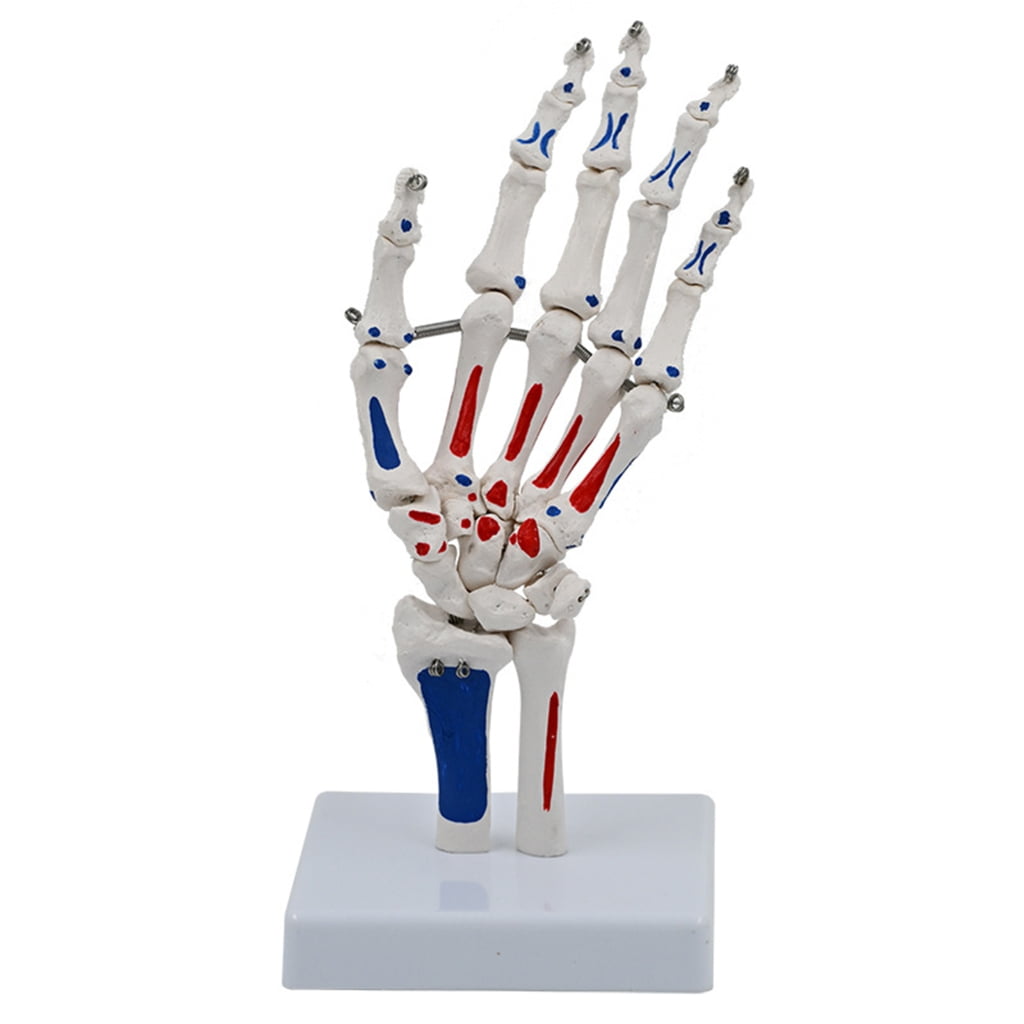 TIERPOP Life Size Human Hand Joint Model with Wrist Ulnaand PVC Hand