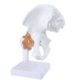 TIERPOP Life Size Ligament Hip Joint Medical Anatomy Model Skeleton