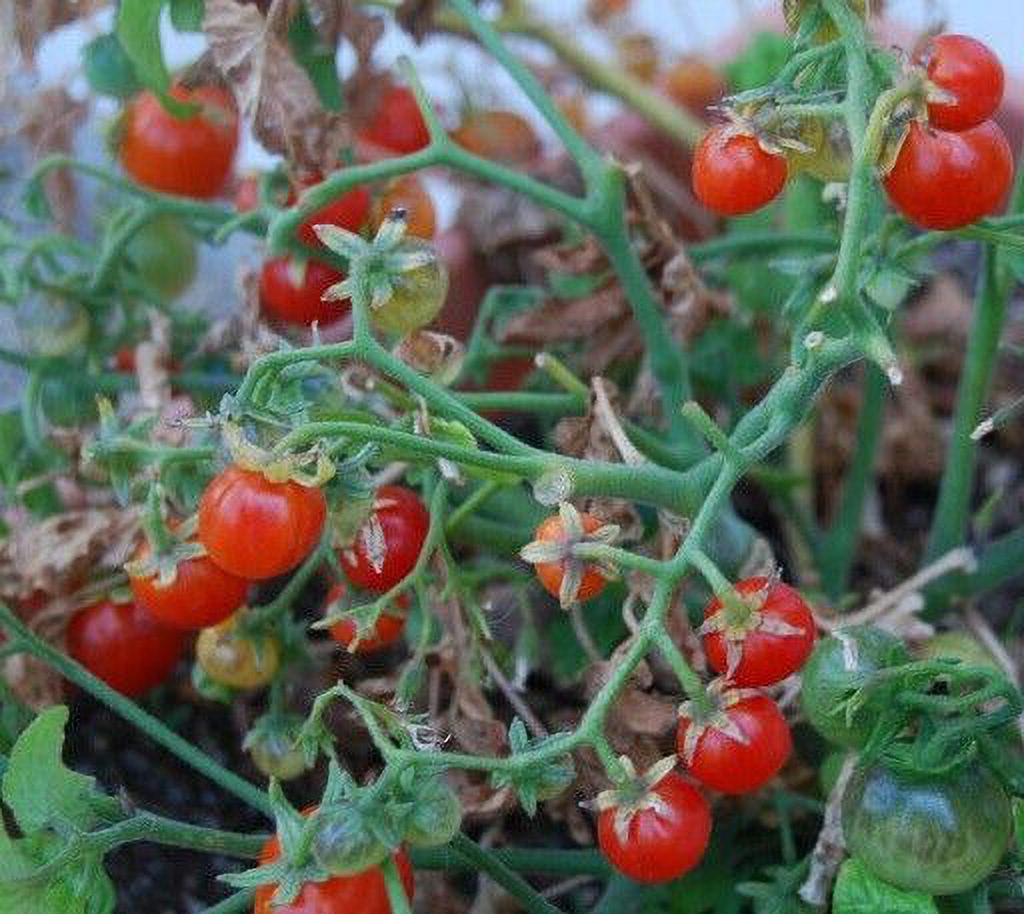 TINY TIM CHERRY TOMATO SEEDS 20+ DWARF plant GREAT FOR CONTAINERS FREE