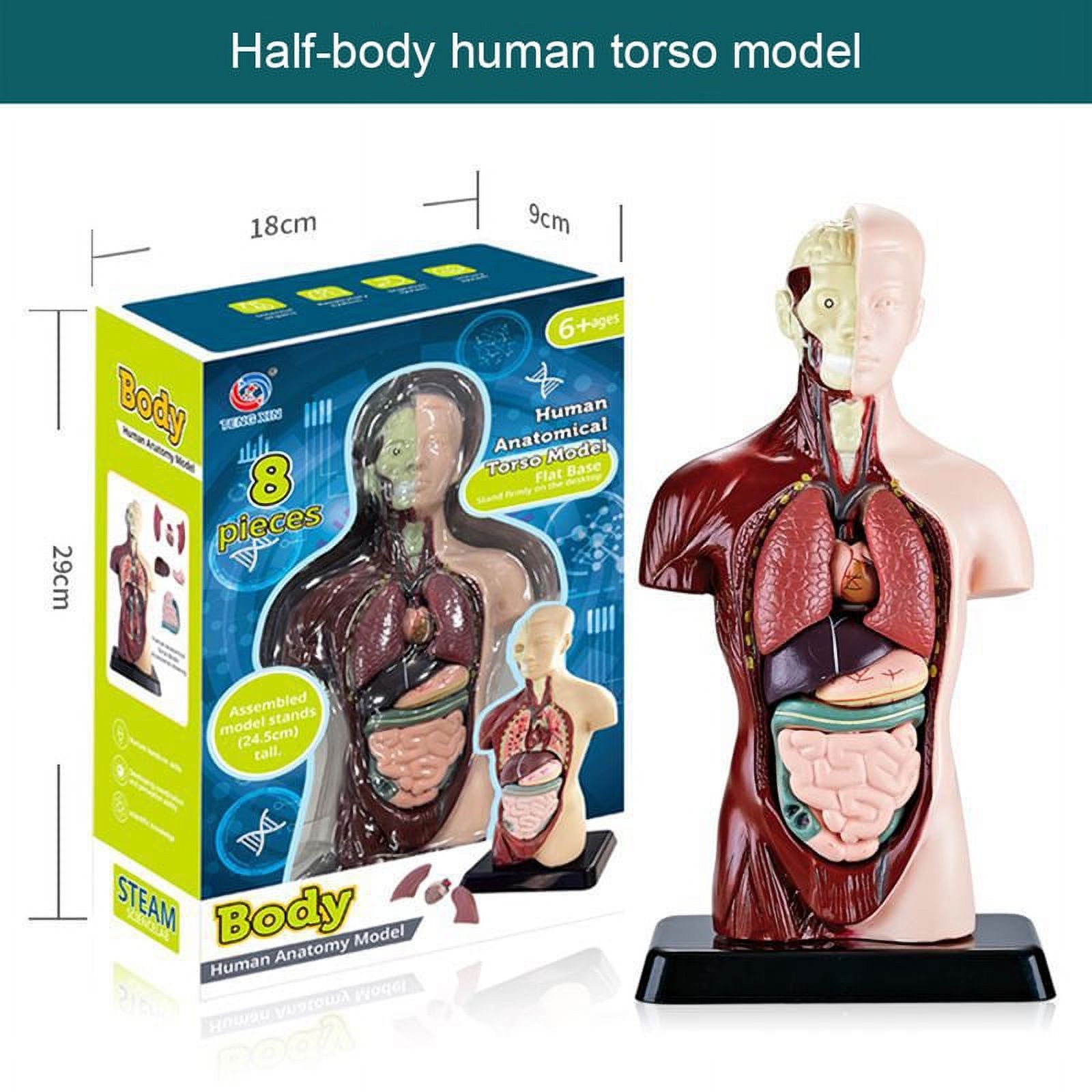 TITOUMI Human Torso Anatomy Model for Kids Education Learning