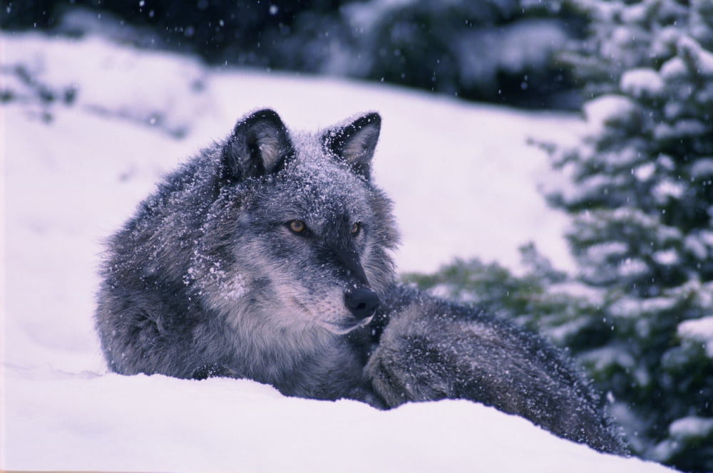 TKitchin 19552C Gray Wolf Winter Canis Lupus Canvas Art - Thomas Kitchin & Victoria Hurst  Design Pics (17 x 11)