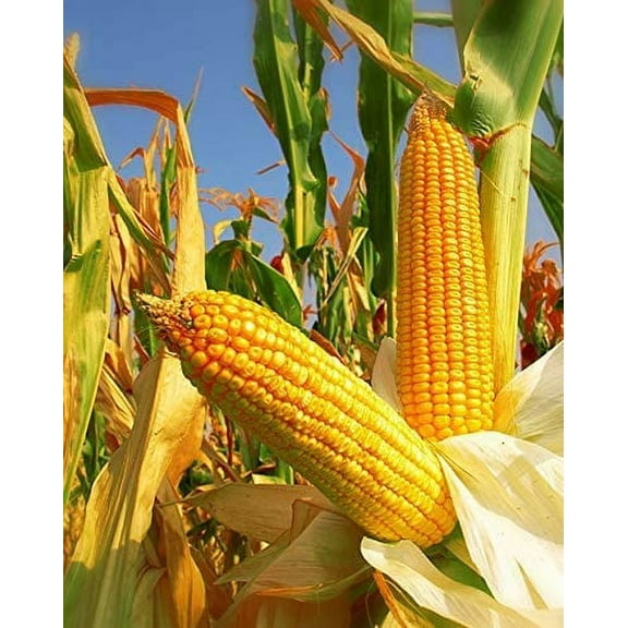 TLS 350 Seeds Yellow Dent Corn Kernels Grain Corn Seeds Field Corn for Corn Meal Grinding Planting Heirloom Non-GMO