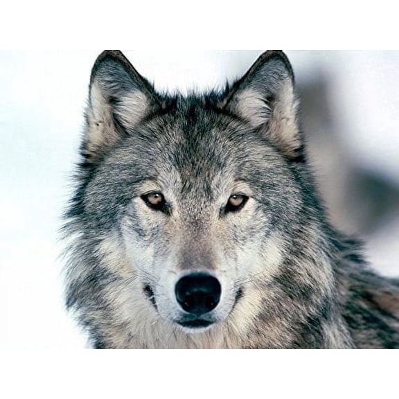 Grey Wolf Edible Image Icing Cake Topper for Quarter Sheet Cake, by TNCT