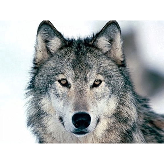 Grey Wolf Edible Image Icing Cake Topper for Quarter Sheet Cake, by TNCT