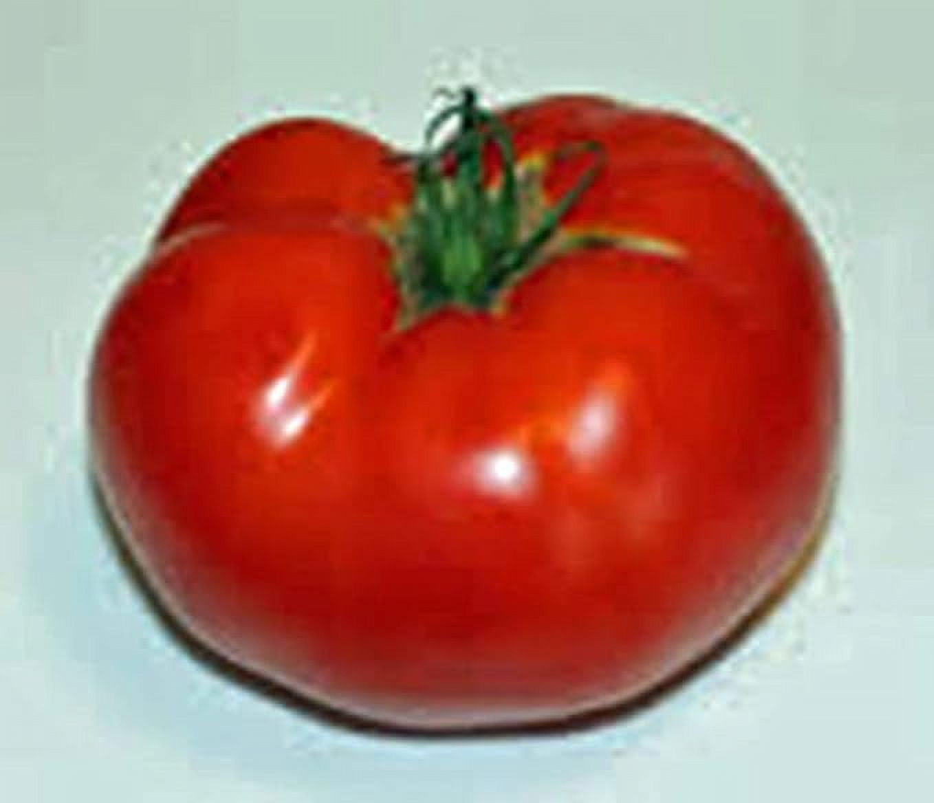 TOMATO SEEDS , CELEBRITY, HEIRLOOM, 100 SEEDS, DELICIOUSLY SWEET RED TASTY FRUIT