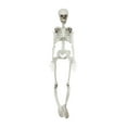 thumbnail image 1 of TOOPTY Full Body Skeleton Halloween Decoration Plastic Human Bones Model for Haunted House, Yard, Party, and Indoor Spooky Scenes, 1 of 4