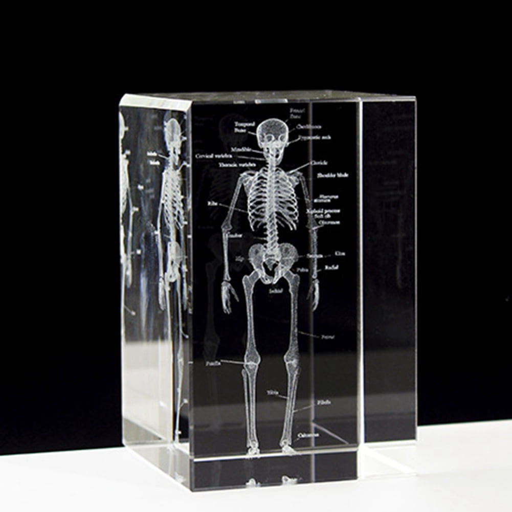 China 3D Laser Human Skeleton Anatomical Model Engraved Crystal - View #4
