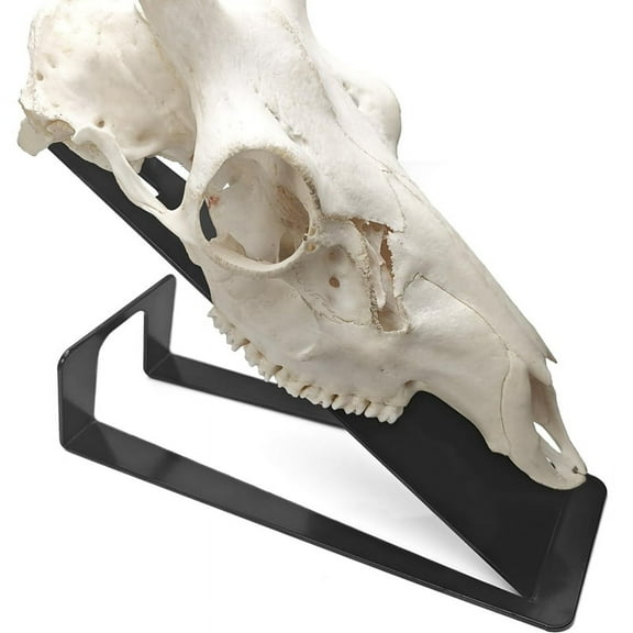TOP! European Mount Skull Hanger, Table Deer Hanger for Hanging , Pronghorn and Other Smaller Skulls
