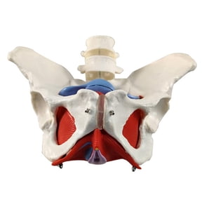 TOP! TOP! 2-Section Lumbar Belt Female Pelvic Floor Muscle Model Detachable Hip Bone Human Skeleton Anatomy