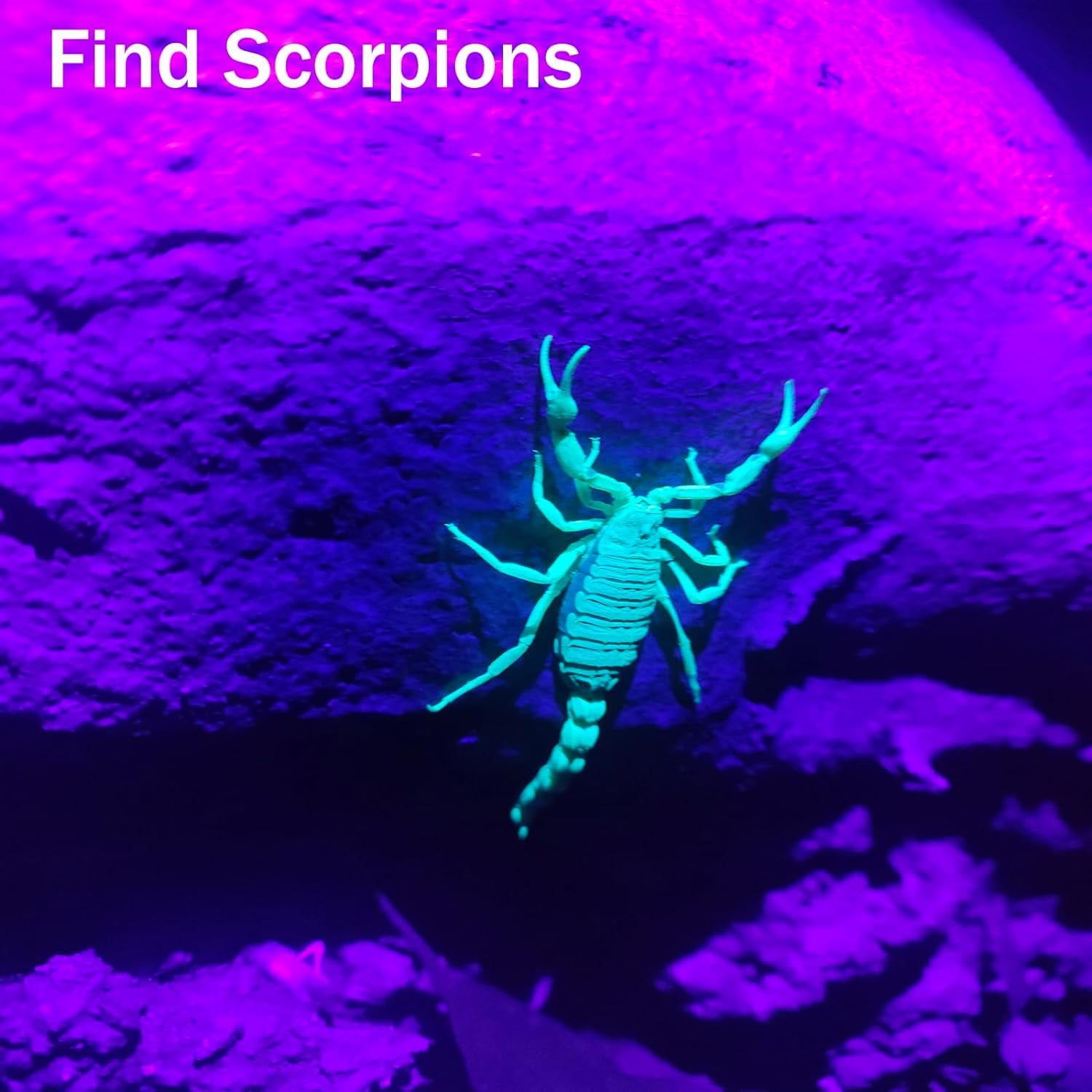 TRAHOOUV Flashlight with Rechargeable Battery, 365nm & 395nm