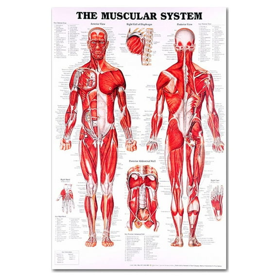TRINGKY Muscular & Skeletal System Anatomical Poster Set - Human Skeleton & Muscle Anatomy - Single Sided19" x 27"