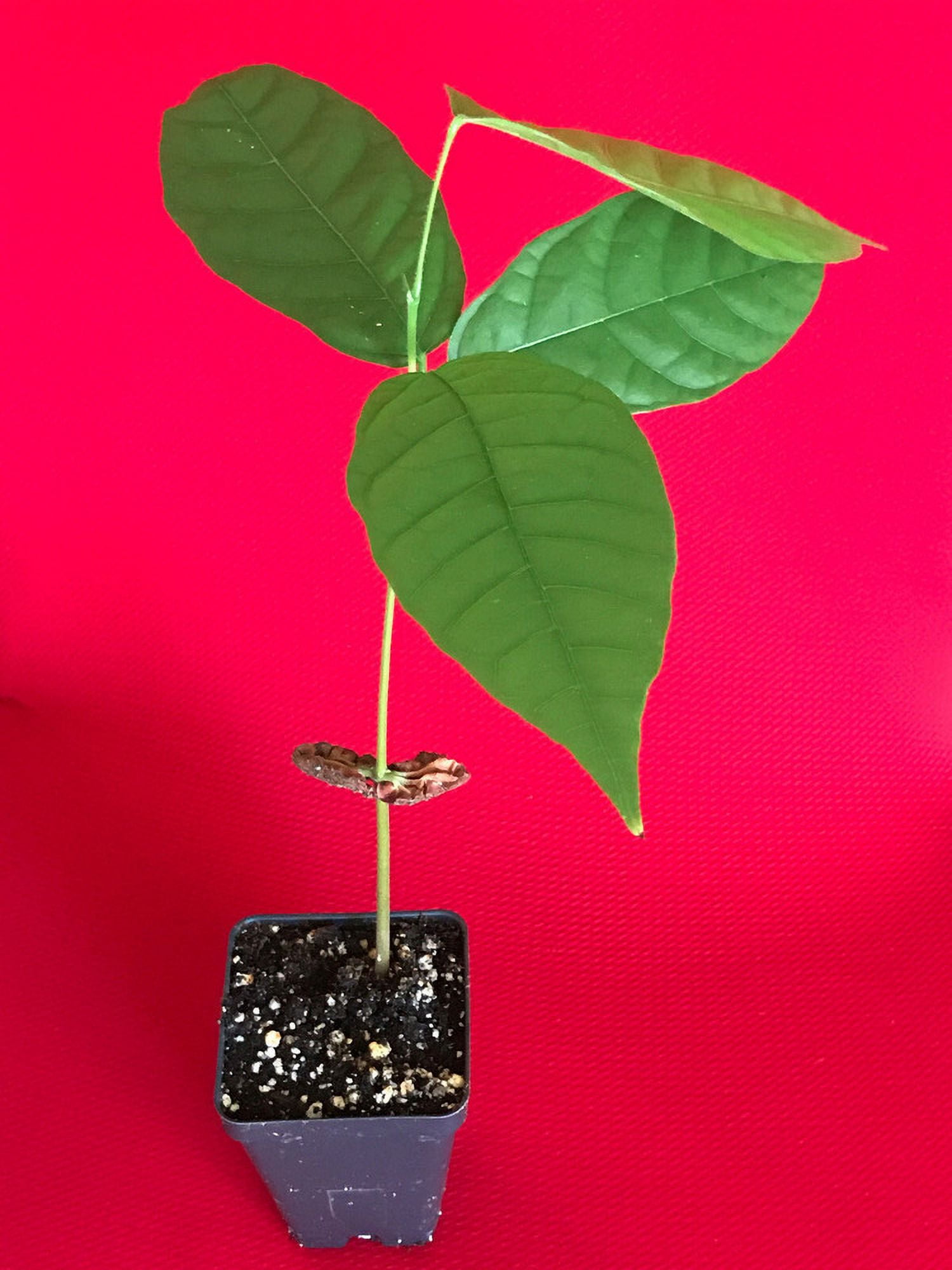 TRINITARIO Theobroma Cacao Cocoa Chocolate Fruit Tree Potted Plant