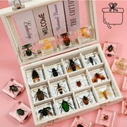 TRIPRO 12 Pcs Insects in Resin Preserved Bugs Collection Paperweights for Preschool Science Classroom Educational Supplies