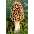 thumbnail image 1 of TRUE morel mushroom grow kit grow morel mushrooms at home and garden, 1 of 2