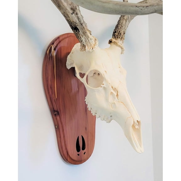 TTW Cedar Deer Track Skull Mount