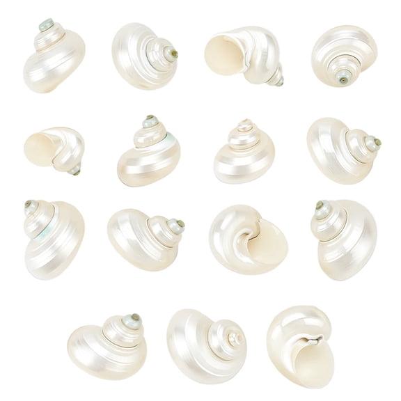 TUWAFE 15Pcs Natural White Shells 1 Inch No Hole Spiral Seashells Natural Satin Turbo Shells for Crafts Vase Fillers Fish Beach Theme