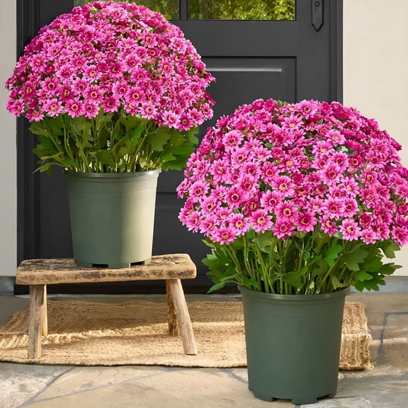 TUWAFE 2026 New 10 Bundles Artificial Mums for Outdoor,Fake Mums Artificial Fall Flowers,Faux Mums Silk Daisy Flowers Look Real Uv Resistant No Fade Fall Mums for Planters Home Patio Porch Decor,Pink