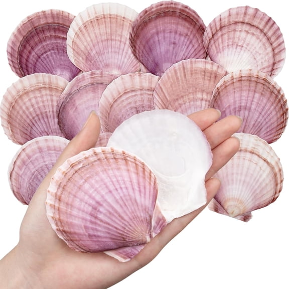 TUWAFE 30PCS Natural Scallop Shells Purple Red Sea Shells,Real Seashells from Beach for DIY Crafts,Ocean Themed Party,Painting,and Wedding Decorations (2.8''3.5'')