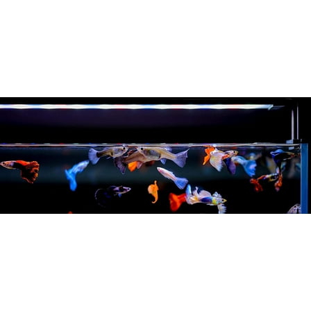 TWINSTAR Aquarium LED Light B-Line (120B)