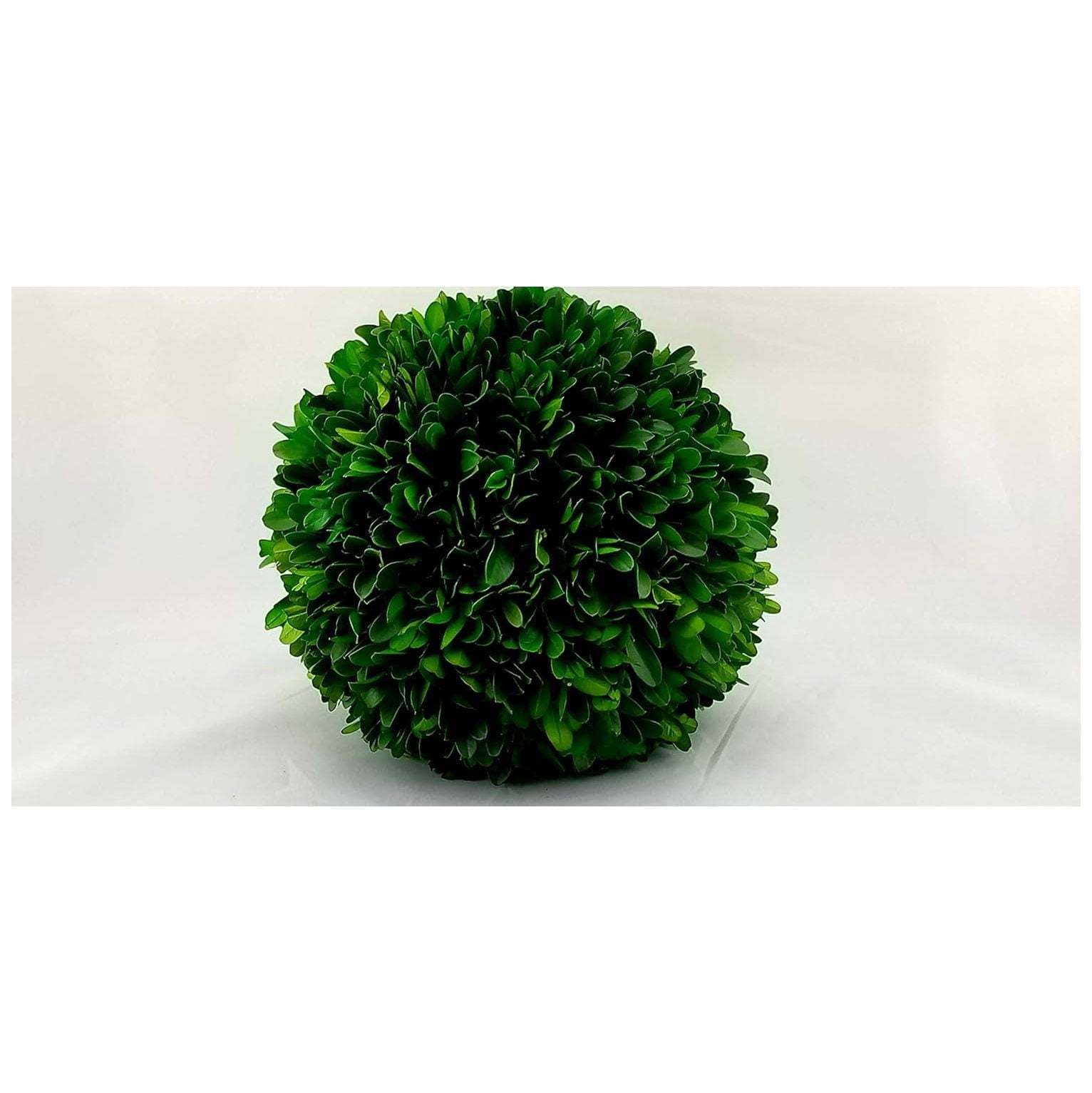 TYAPCS Preserved Boxwood 8 inch