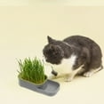 thumbnail image 1 of TaTaai 5Pcs Cat Grass Planter Kit, Hydroponic Growing Box, Soilless Cat Grass Planting Kit for Indoor, Planters for Indoor Plants, Plant Germination Trays, 1 of 5