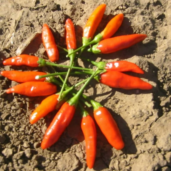 Tabasco Hot Pepper Garden Seeds - 250 g Packet ~30 Seeds - Non-GMO, Heirloom Vegetable Gardening Seed