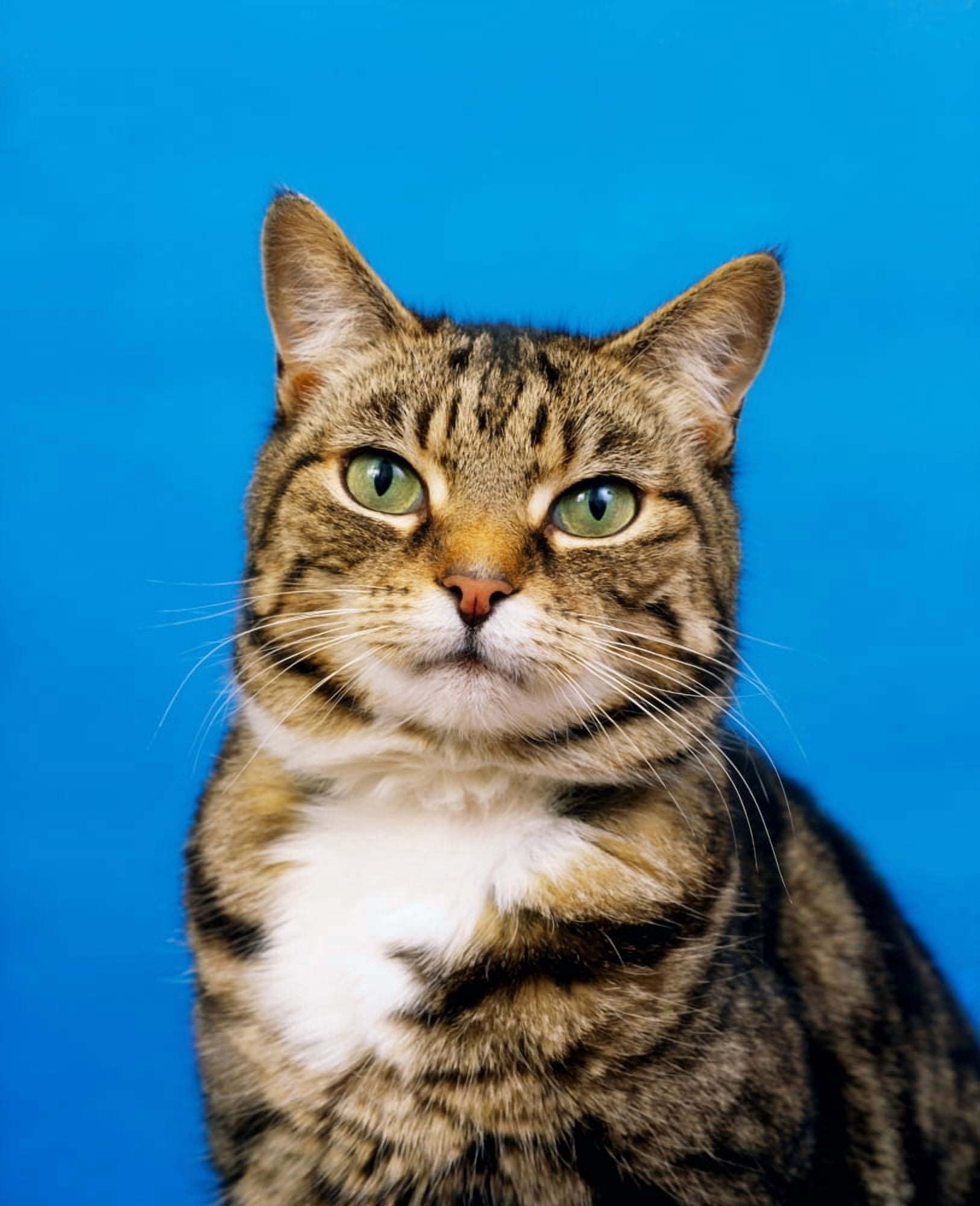 Tabby Cat Canvas Art - The Irish Image Collection Design Pics (26 x 34)