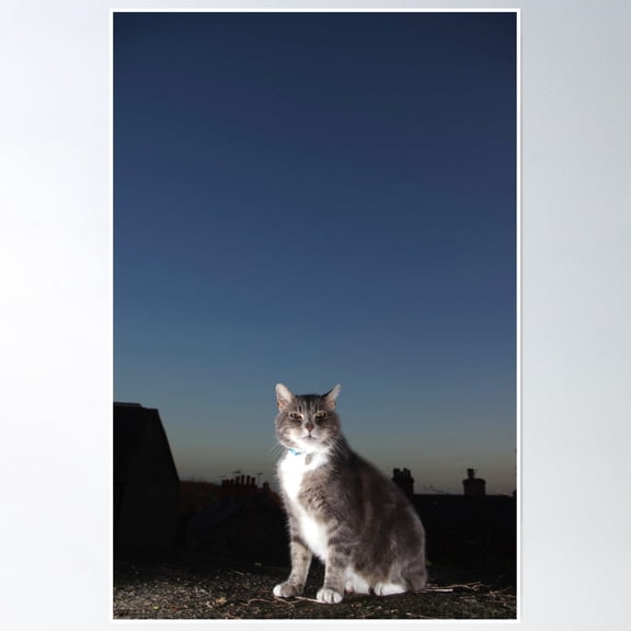 Tabby Cat On Rooftop At Night Poster Wall Art, Modern Wall Decor, 8x12 UNFRAMED