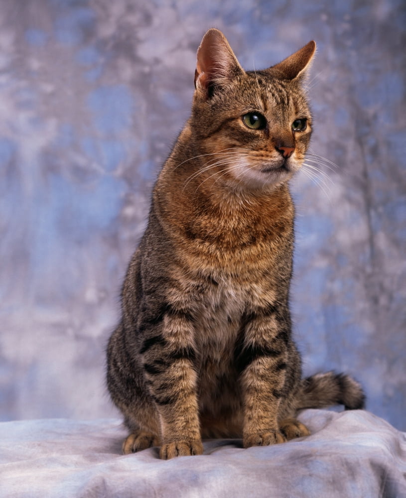 Tabby Cat Portrait Of A Cat Canvas Art - The Irish Image Collection Design Pics (13 x 17)