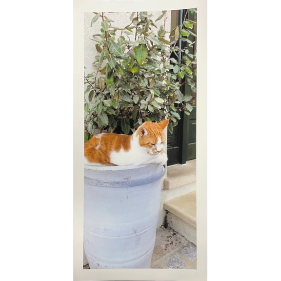 Tabby Cat in a Bucket Print