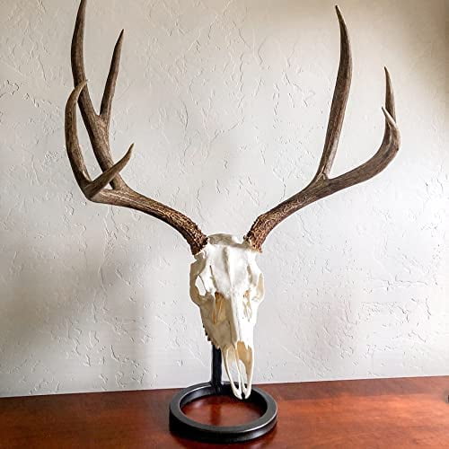 Table Bracket European Skull Hanger Mount Kit - for Whitetail and Mule Deer Sized Game - World's Strongest Skull Hanger Holds Over 100 Pounds - Available in Oil Rubbed Bronze$$Other